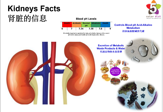 肾脏的信息