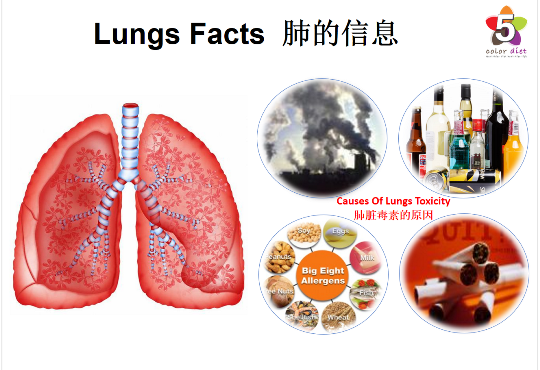 肺的信息