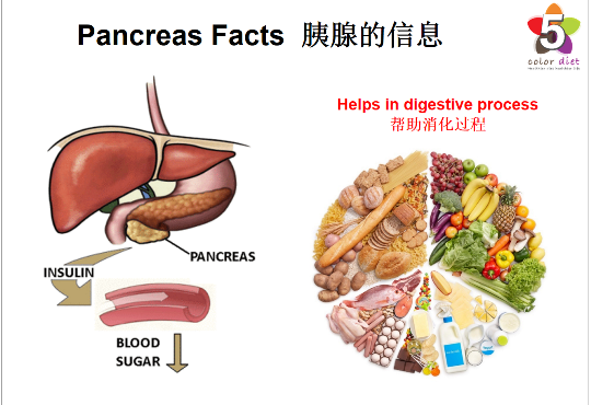 胰腺的信息